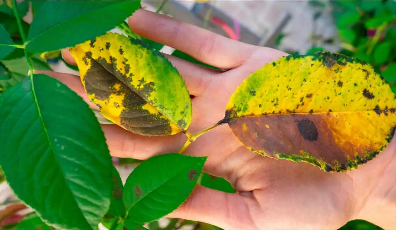 Il metodo professionale che migliora la crescita e il colore delle piante