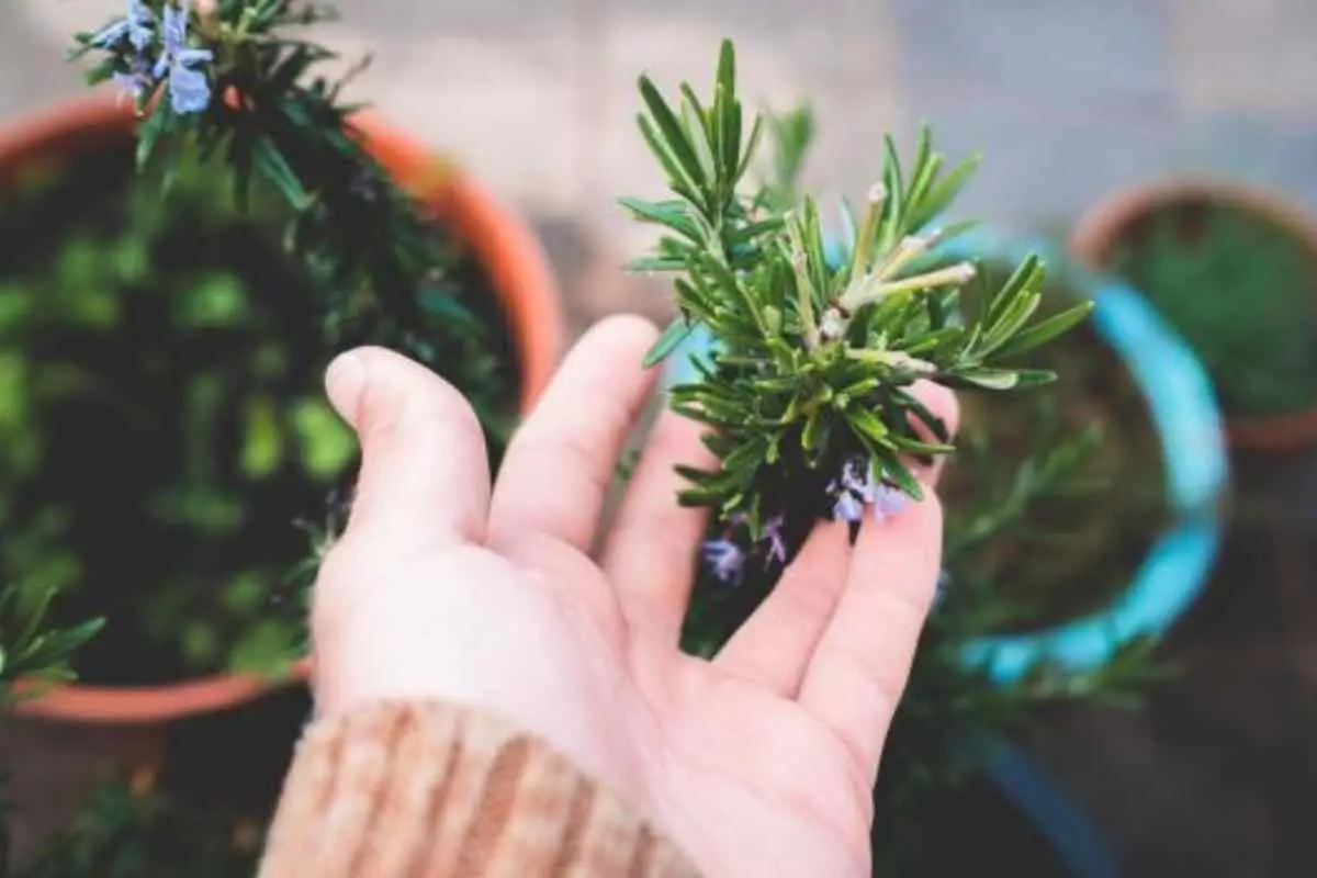 Quando si raccolgono le erbe aromatiche? Il momento migliore per ogni pianta