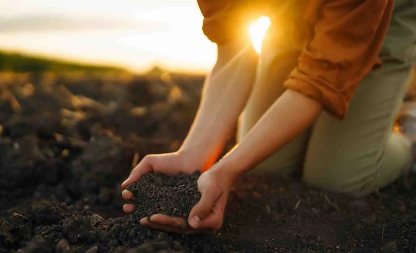 Qual è la differenza tra terriccio e humus? Ecco cosa sapere