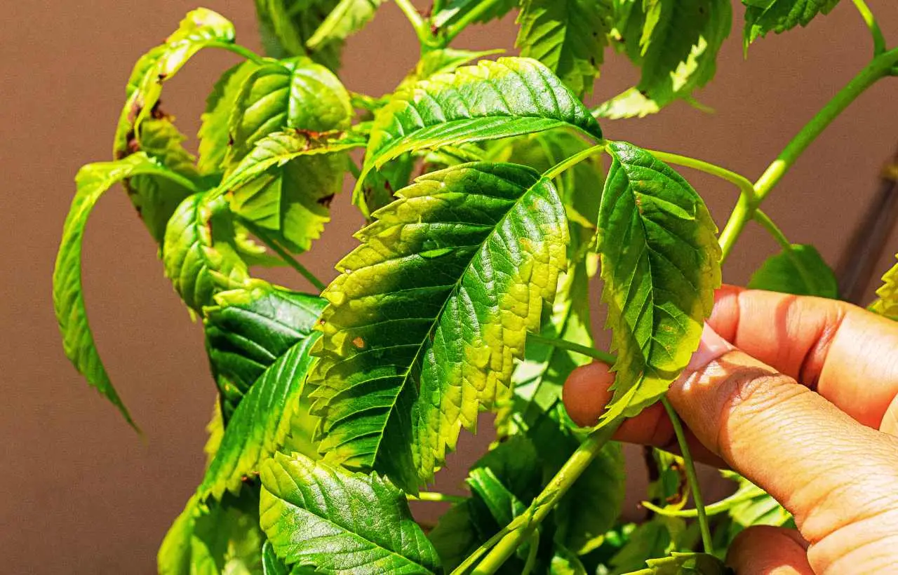 Come capire se la pianta soffre di troppa luce