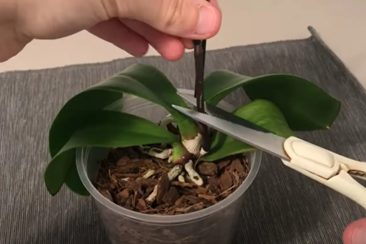 Come recuperare un’orchidea quasi morta: il metodo poco conosciuto che la salva