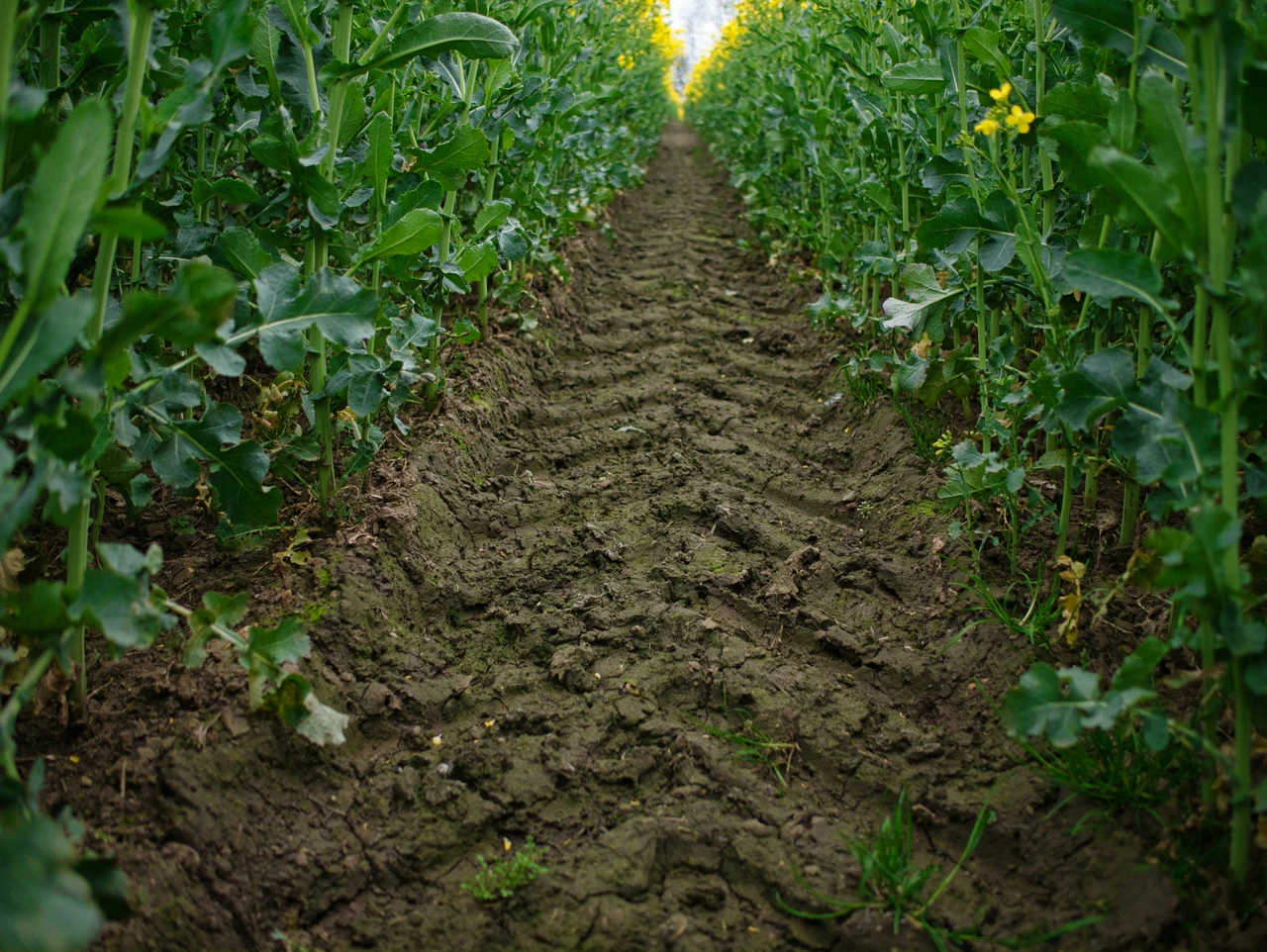 Come rigenerare un terreno argilloso e pesante